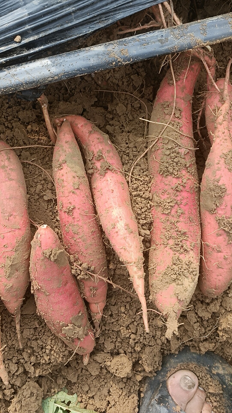 西瓜红，大量有货我们这里有各种品种，原产地货，产地直销