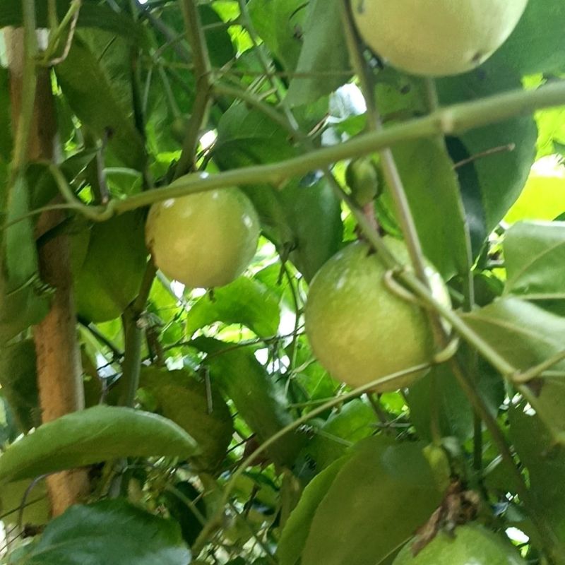 广西钦蜜9号纯甜百香果整箱批发，电商一件代发。