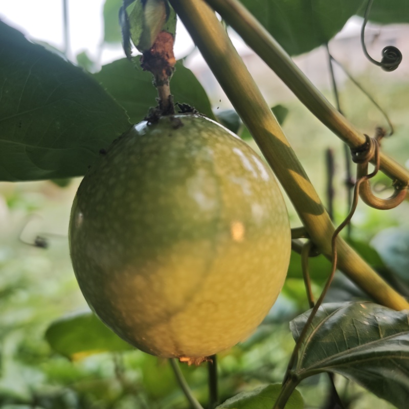 广西钦蜜9号纯甜百香果整箱批发，电商一件代发。