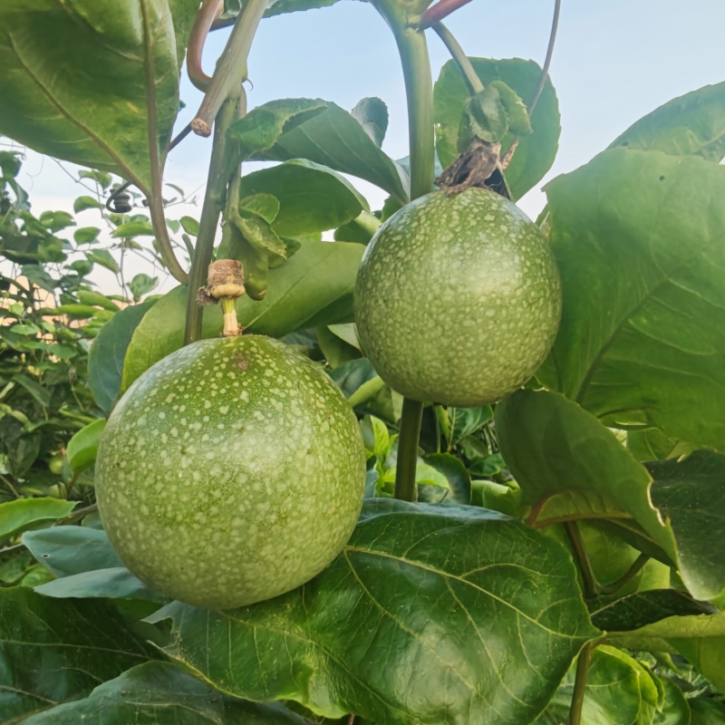 广西钦蜜9号纯甜百香果整箱批发，电商一件代发。