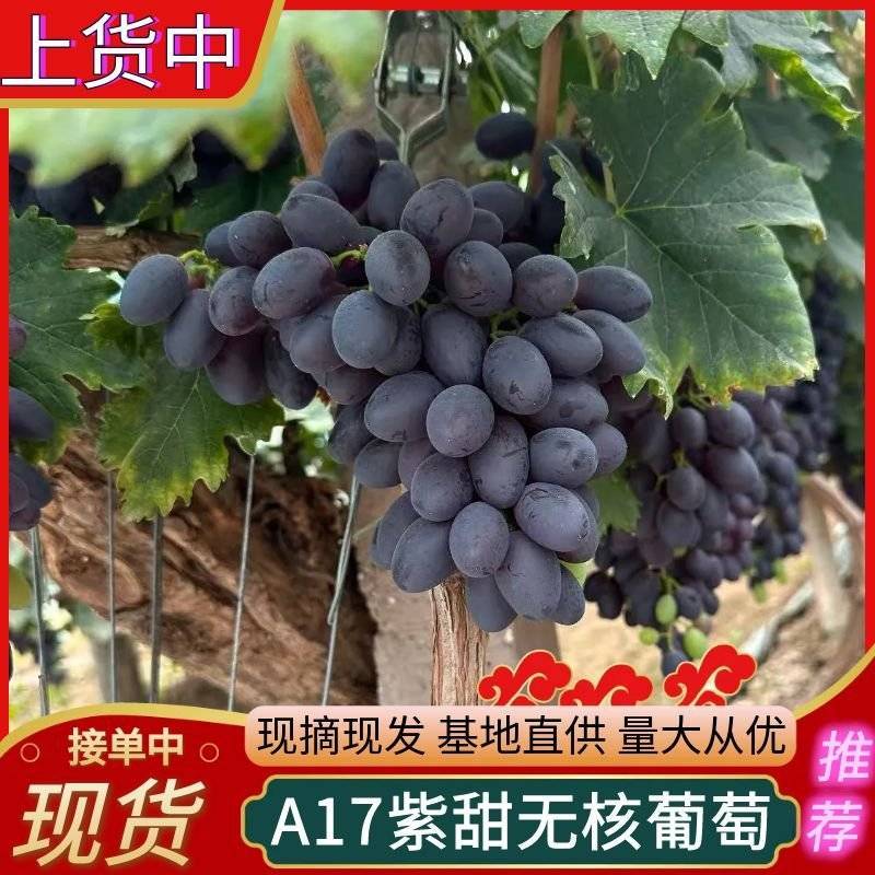 《紫甜无核A17》河北葡萄/现摘现发/串形好耐运输发全国
