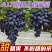 《紫甜无核A17》河北葡萄/现摘现发/串形好耐运输发全国