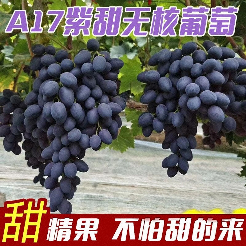 《紫甜无核A17》河北葡萄/现摘现发/串形好耐运输发全国