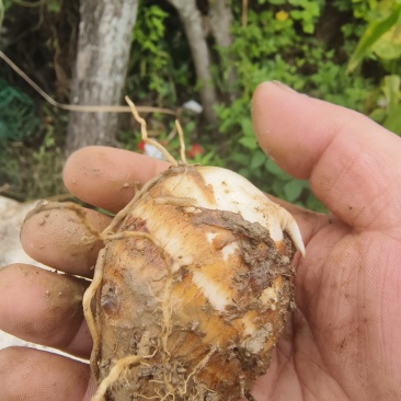 芋头也大量上市。需要的老板联系。质量保证