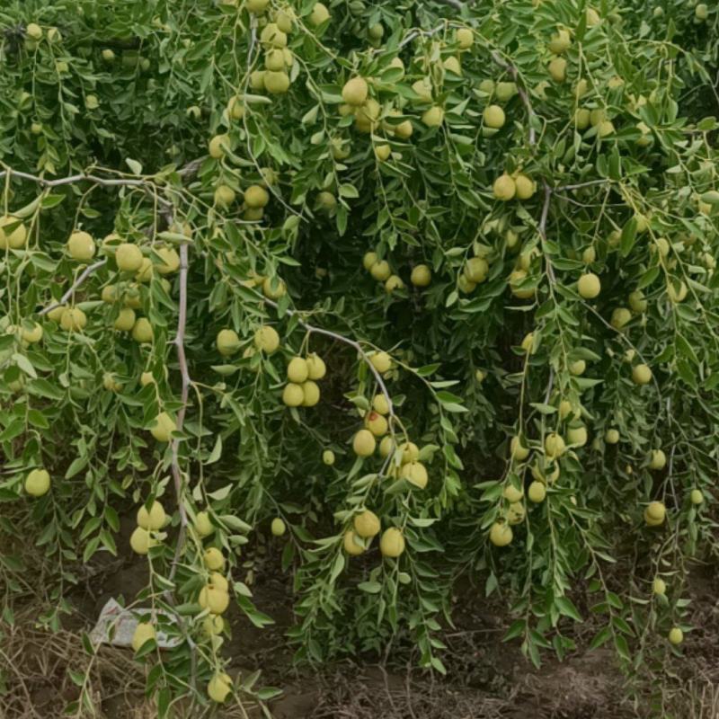 山东鲜枣
