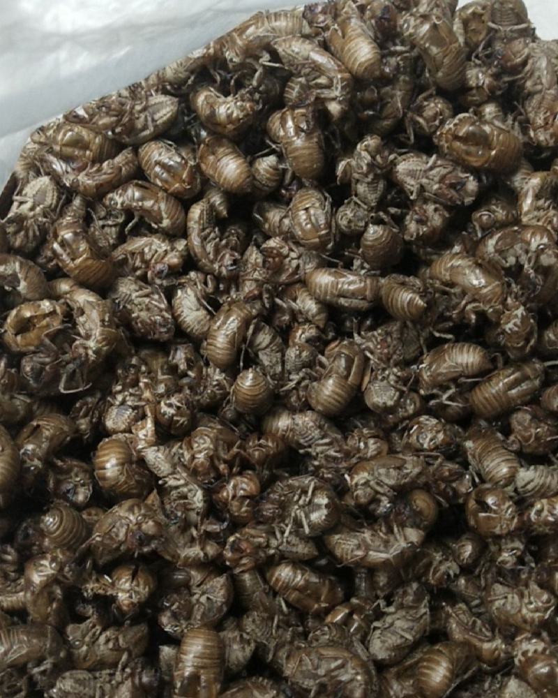 蝉蜕优质供应量大有余随时备货电话咨询