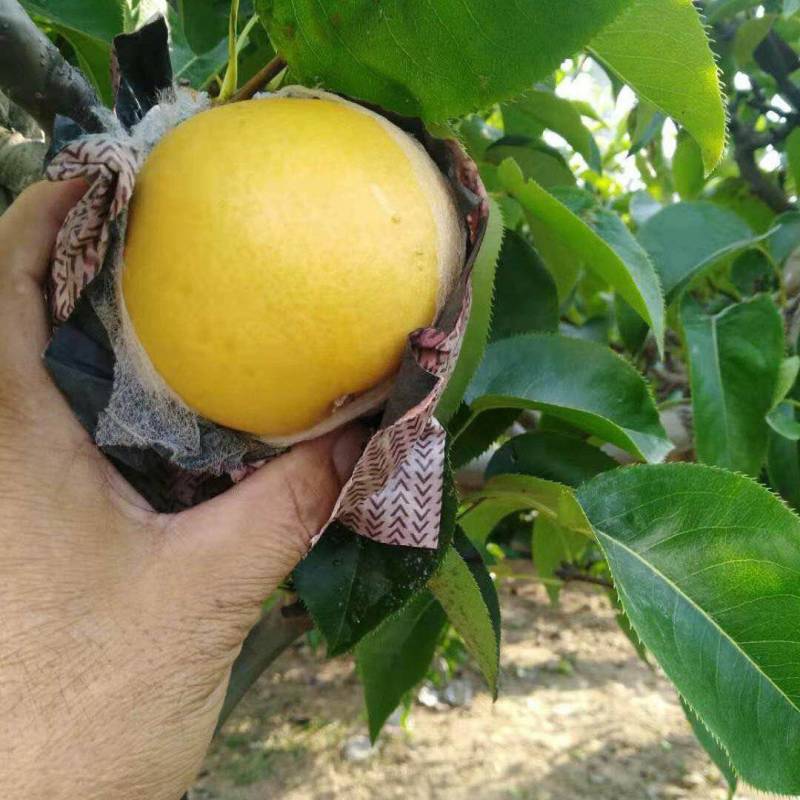 万亩优质圆黄梨正在热销中，实力代办，保证质量货发全国