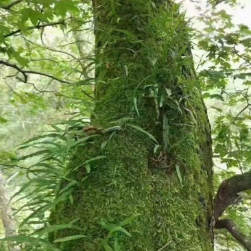 野生肾精草，长在悬崖峭壁上，新鲜干净，原产地发货，大量有