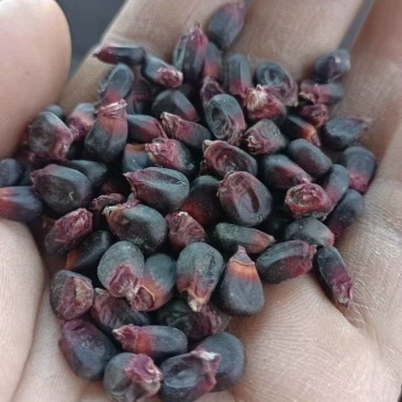 黑糯玉米干籽粒