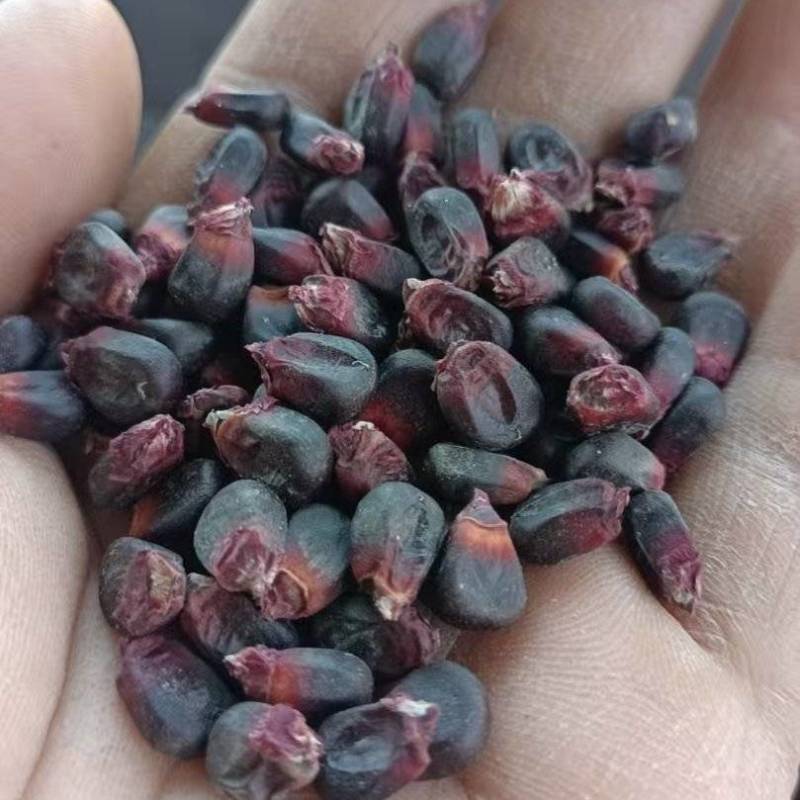 黑糯玉米干籽粒