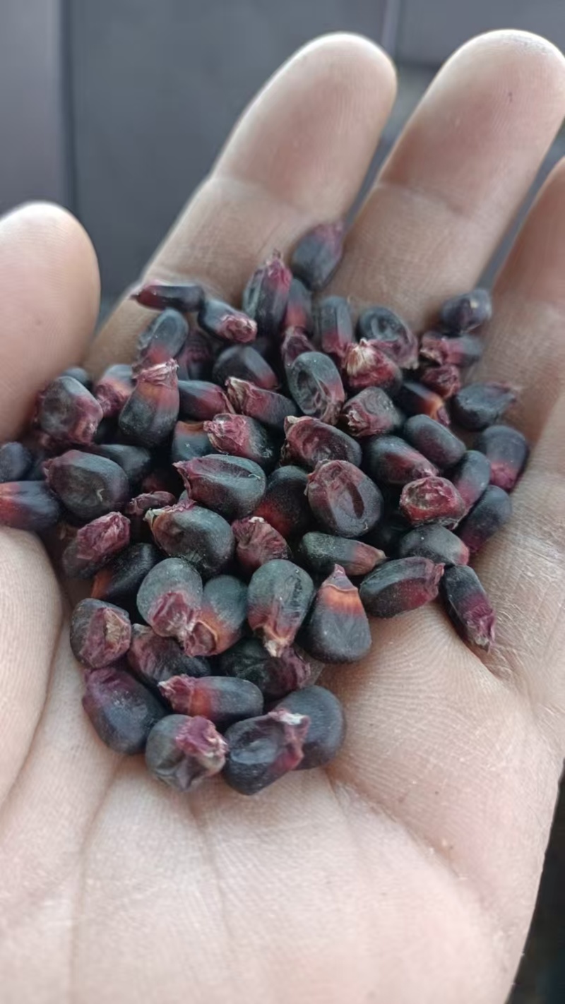 黑糯玉米干籽粒
