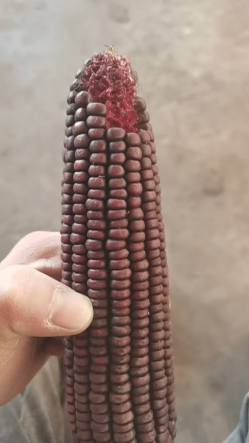 黑糯玉米干籽粒