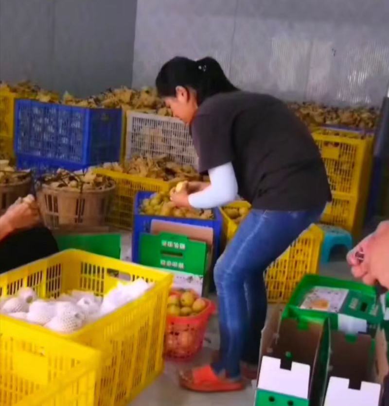 黄金梨