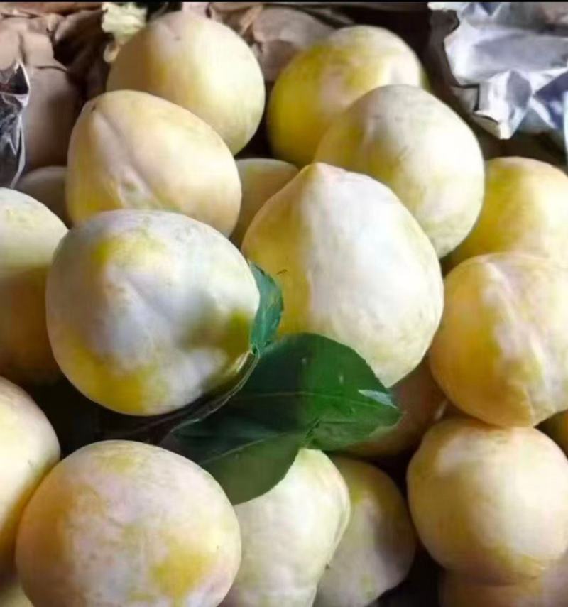 黄金梨