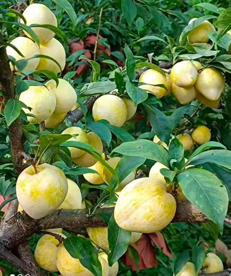 黄金梨