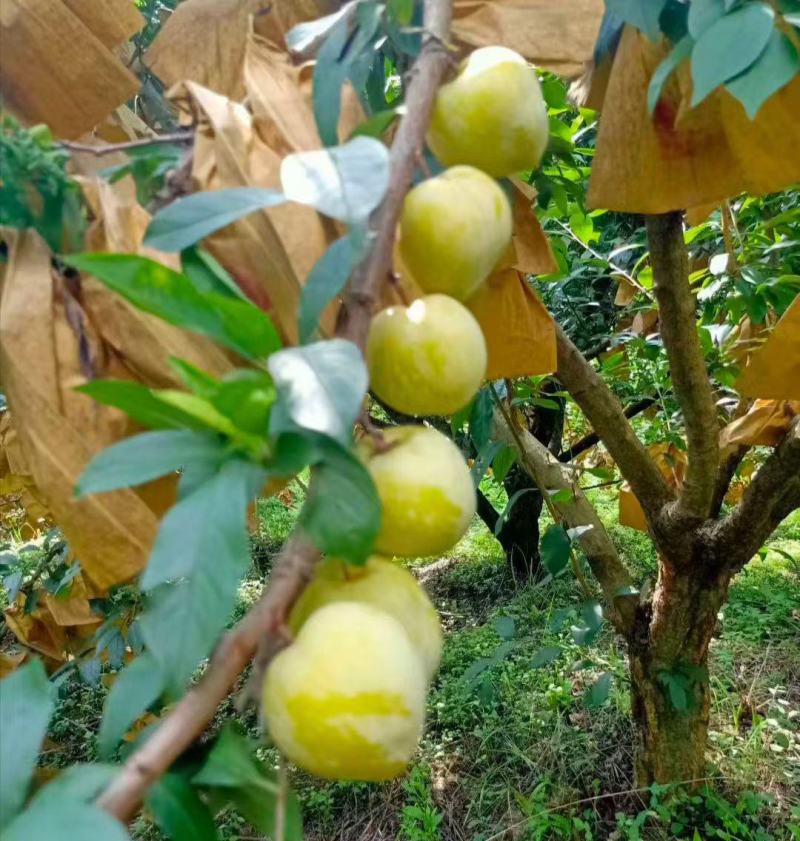 黄金梨