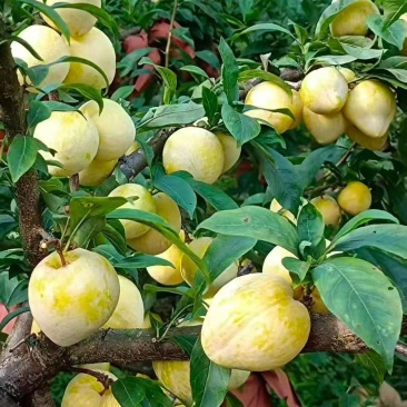 黄金梨