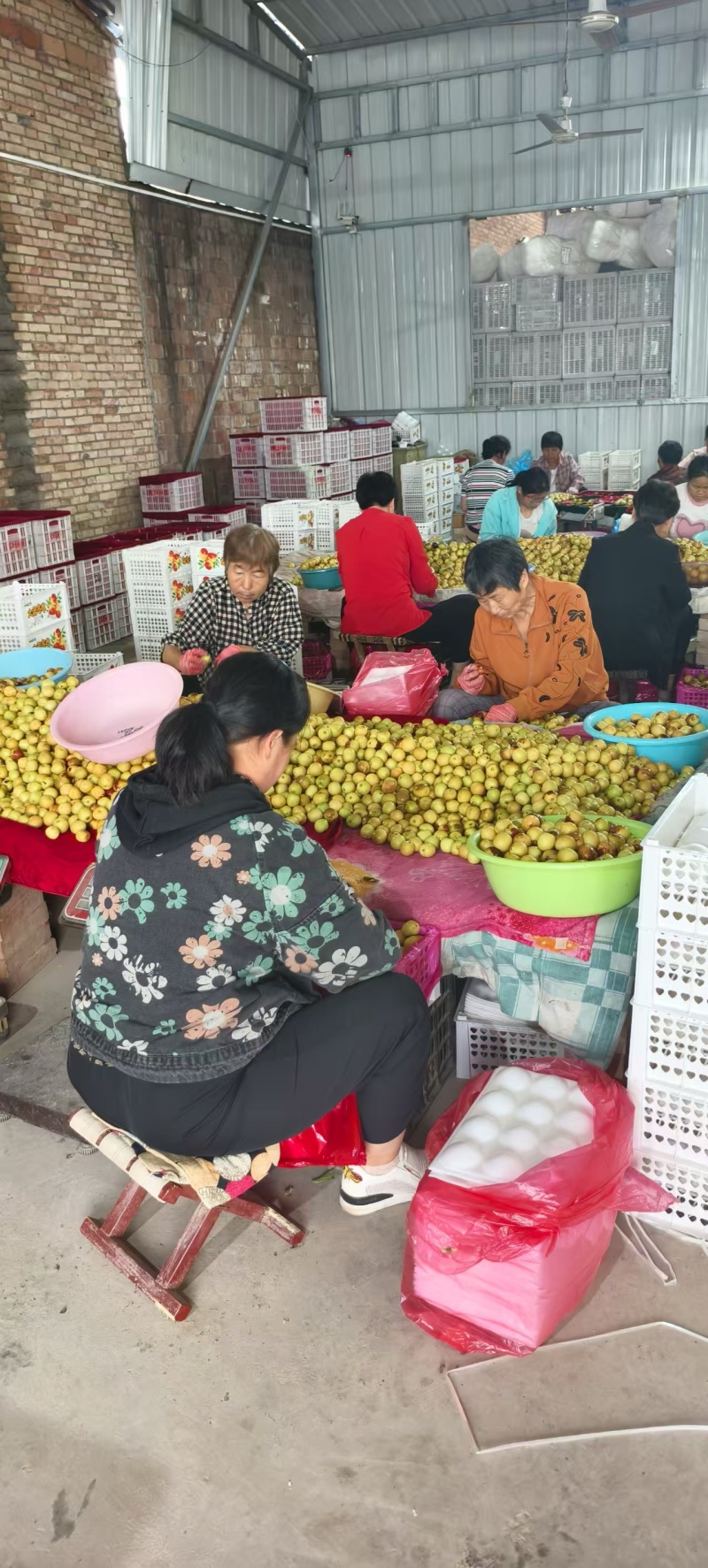 热卖中陕西大荔冬枣甜脆爽口基地直供货源充足欢迎联