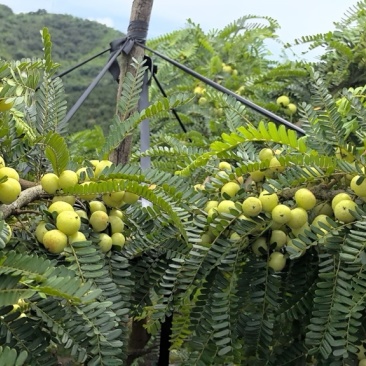 云南红河种植的橄榄
