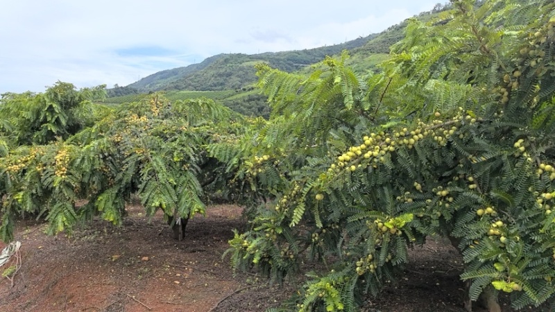 云南红河种植的橄榄