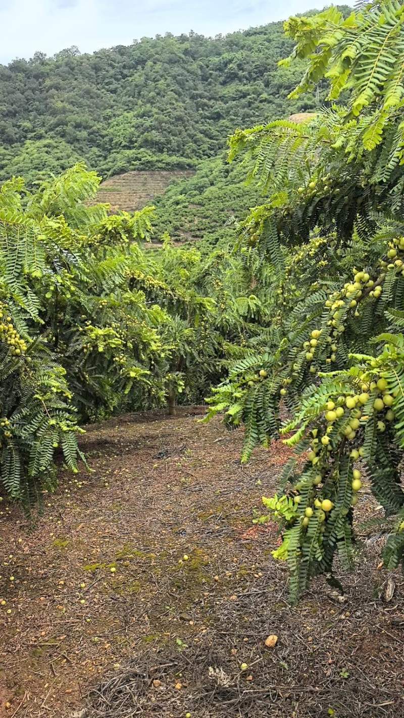 云南红河种植的橄榄