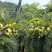云南红河种植的橄榄