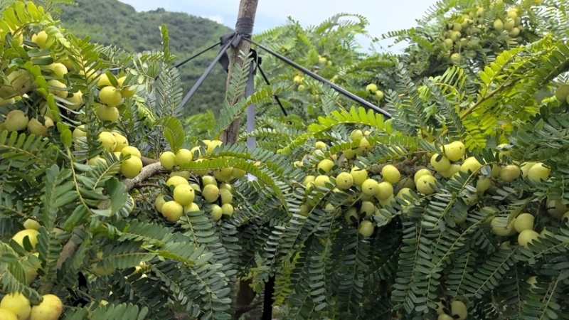 云南红河种植的橄榄