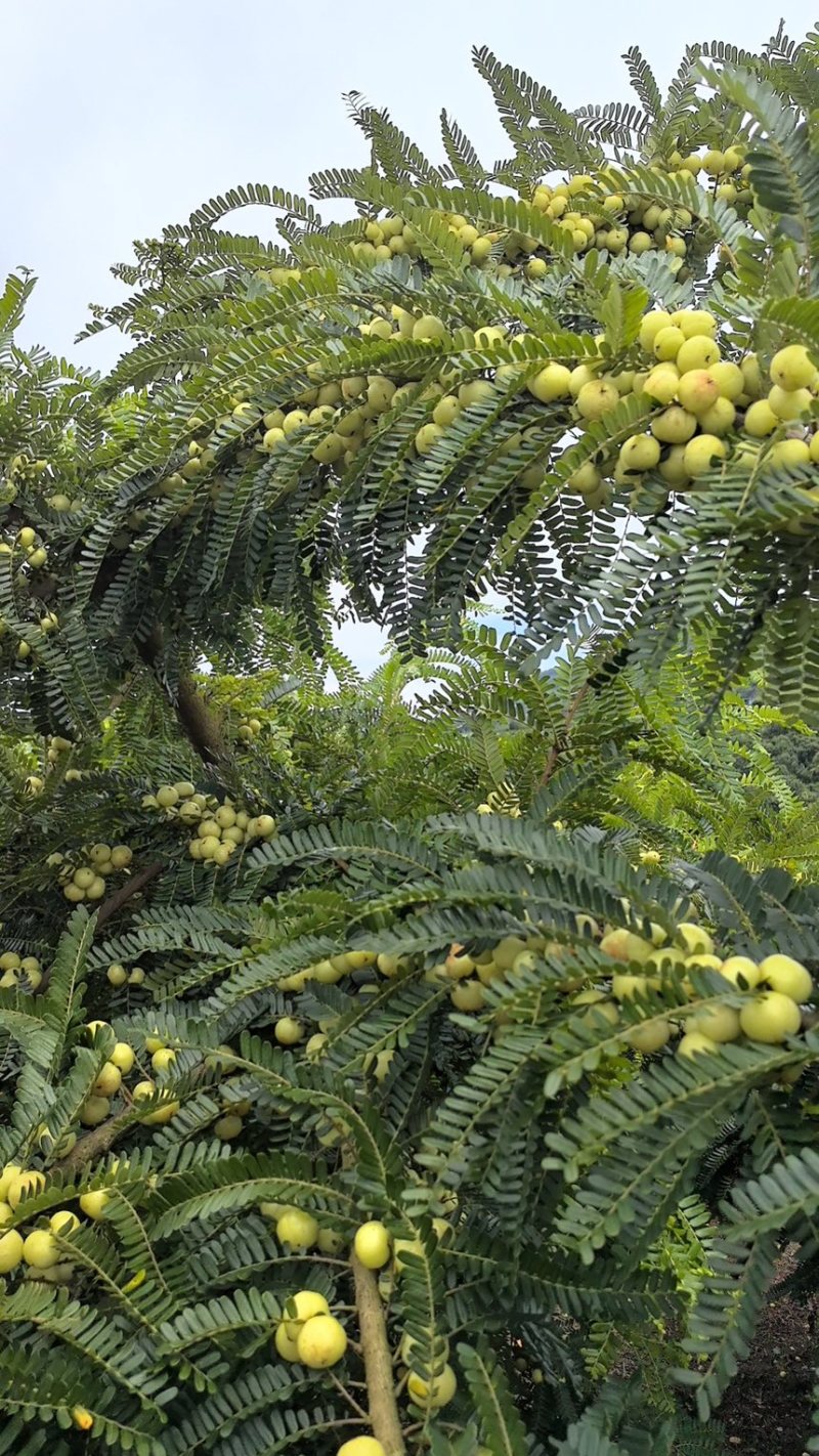 云南红河种植的橄榄