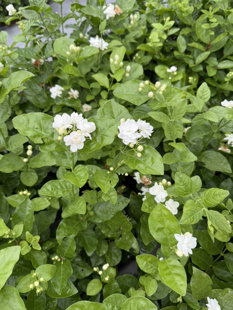 茉莉花苗