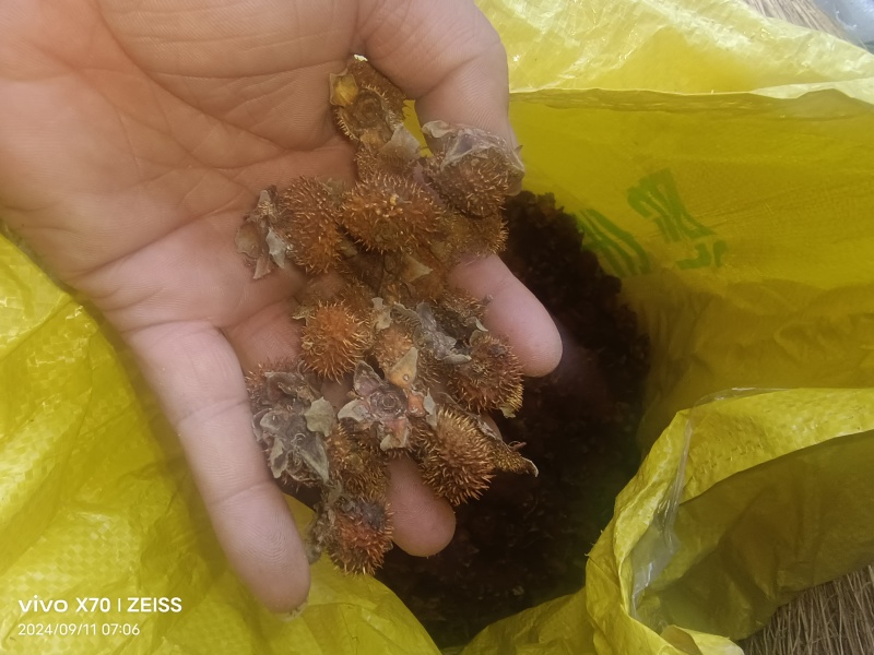 刺梨子贵州铜仁刺梨干自然晾晒一手货源产地直