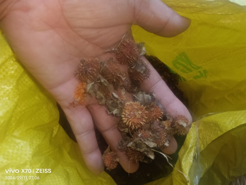 刺梨子贵州铜仁刺梨干自然晾晒一手货源产地直