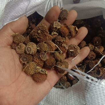 刺梨子贵州铜仁刺梨干自然晾晒一手货源产地直