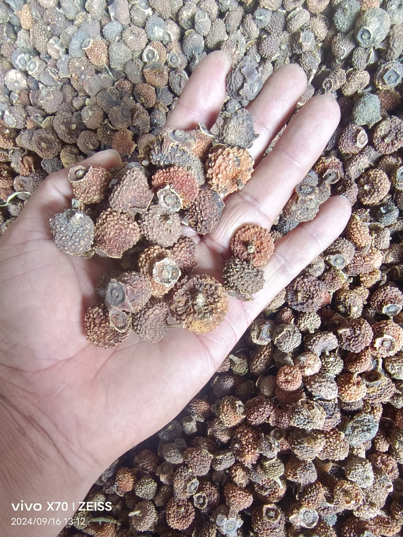 刺梨子贵州铜仁刺梨干自然晾晒一手货源产地直