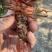 小龙虾/虾种/成熟度高种虾/铁壳小龙虾
