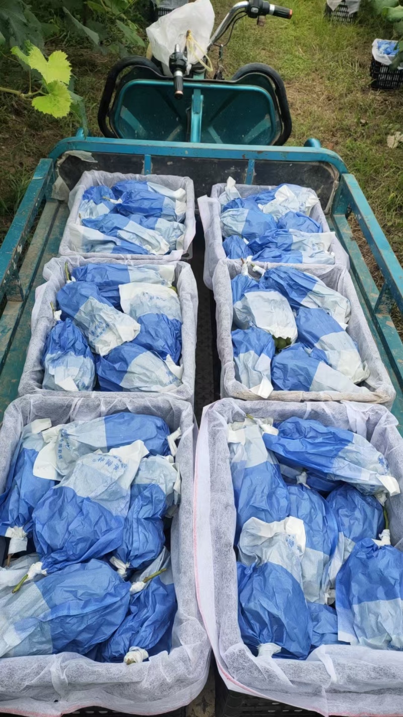 陕西大荔阳光玫瑰脆甜多汁产地直供量大从优供全国商超