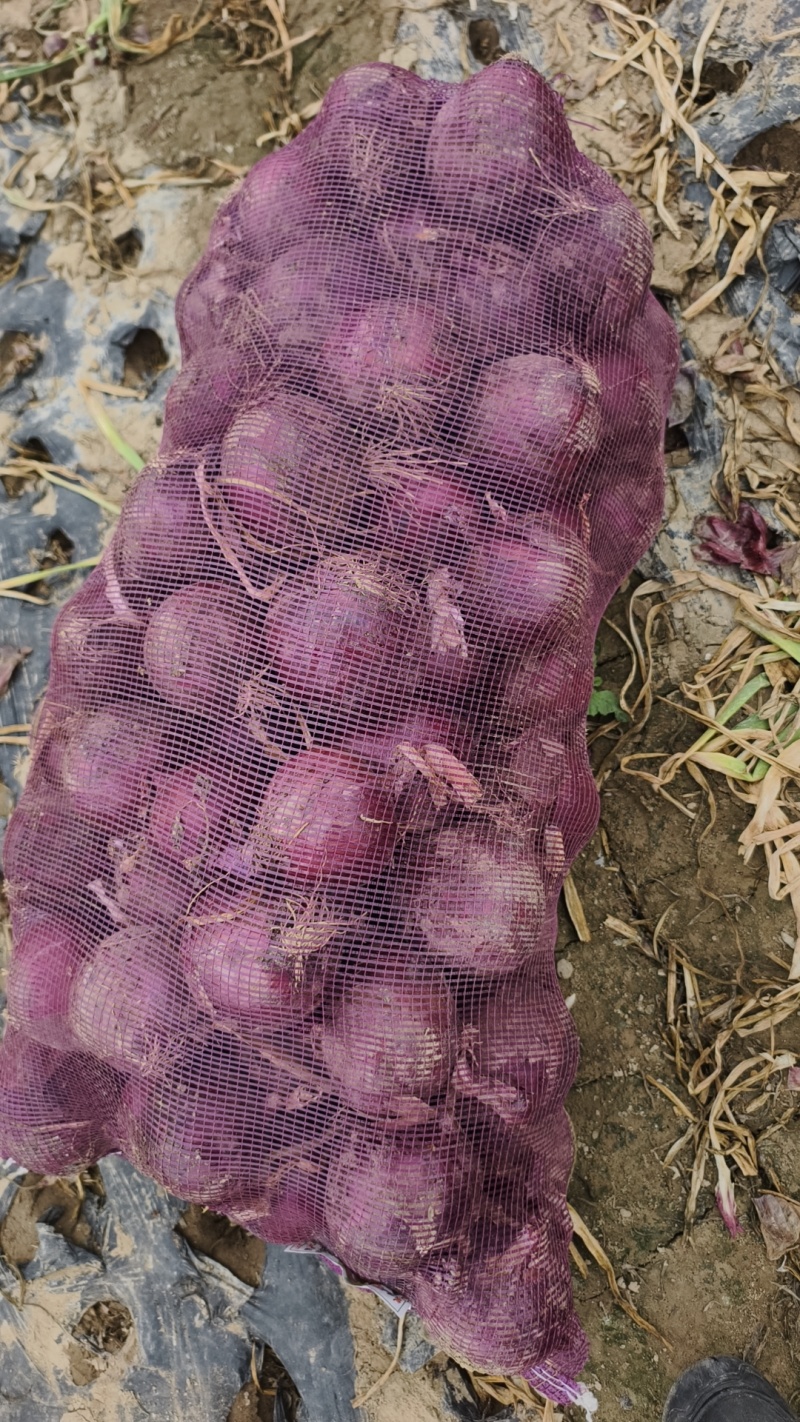 紫皮洋葱