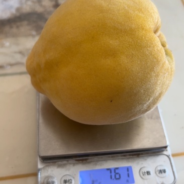 锦绣黄桃没开园的有要的联系几千棵大树