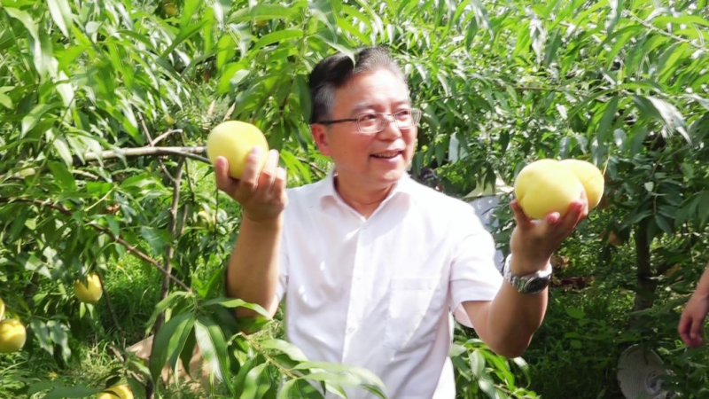高山锦绣黄桃