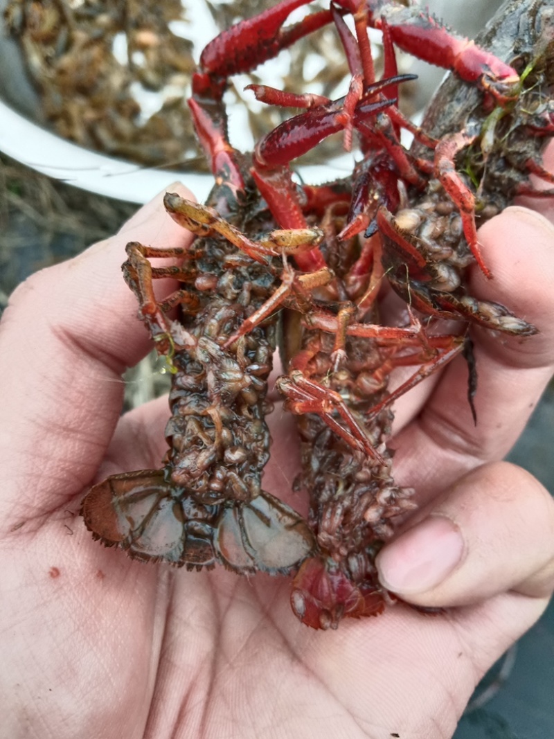 小龙虾/虾种/成熟度高种虾/铁壳小龙虾
