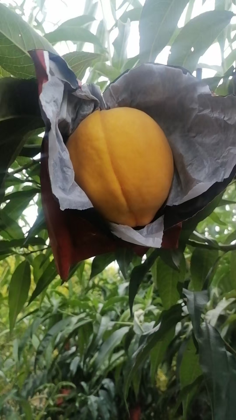锦绣黄桃大果自己家种植几千棵大树