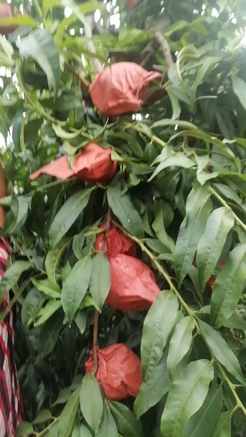 锦绣黄桃大果自己家种植几千棵大树
