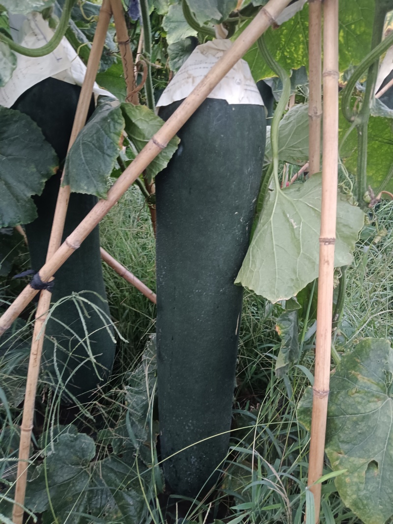 河南周口郸城黑皮冬