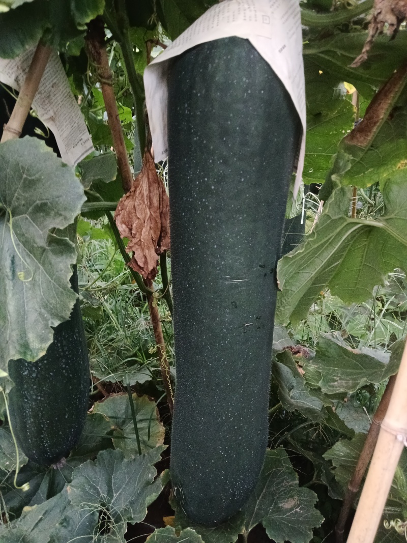 河南周口郸城黑皮冬