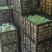 翠冠梨黄冠梨丰水梨欢迎新老客户联系