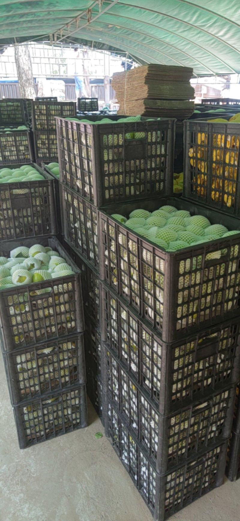 翠冠梨黄冠梨丰水梨欢迎新老客户联系