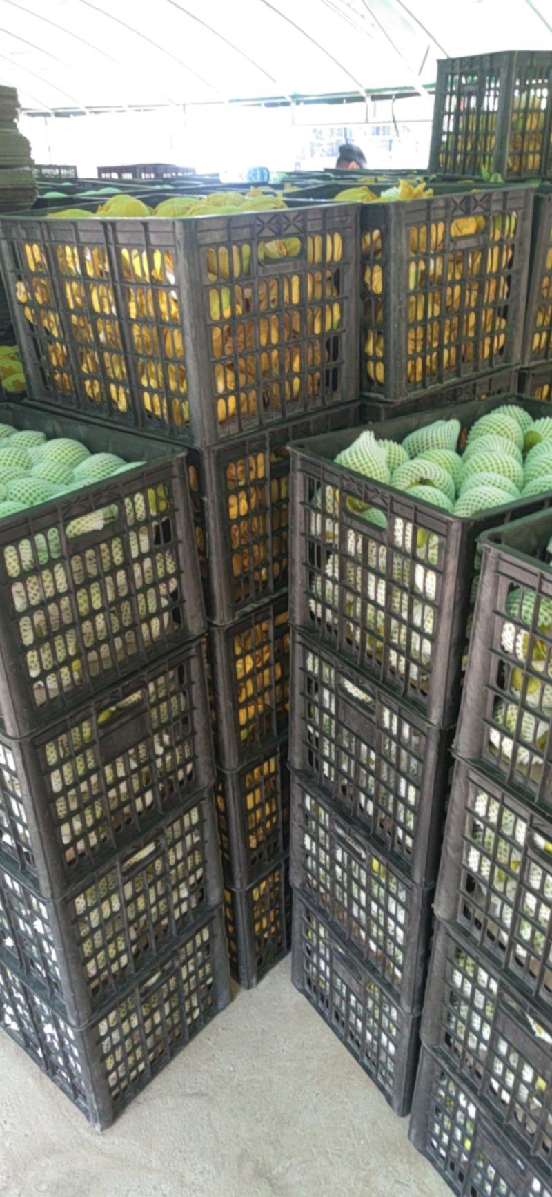 翠冠梨黄冠梨丰水梨欢迎新老客户联系