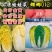 娜娜012娃娃菜种子玲珑012小颗金黄心耐抽苔春秋娃娃菜