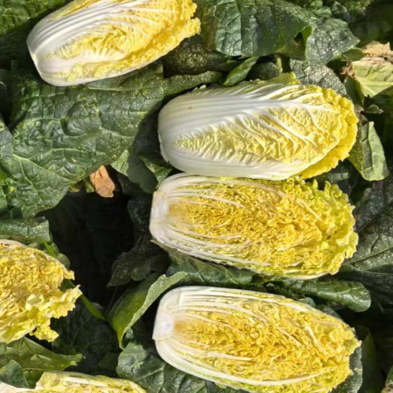娜娜012娃娃菜种子玲珑012小颗金黄心耐抽苔春秋娃娃菜