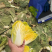 娜娜012娃娃菜种子玲珑012小颗金黄心耐抽苔春秋娃娃菜