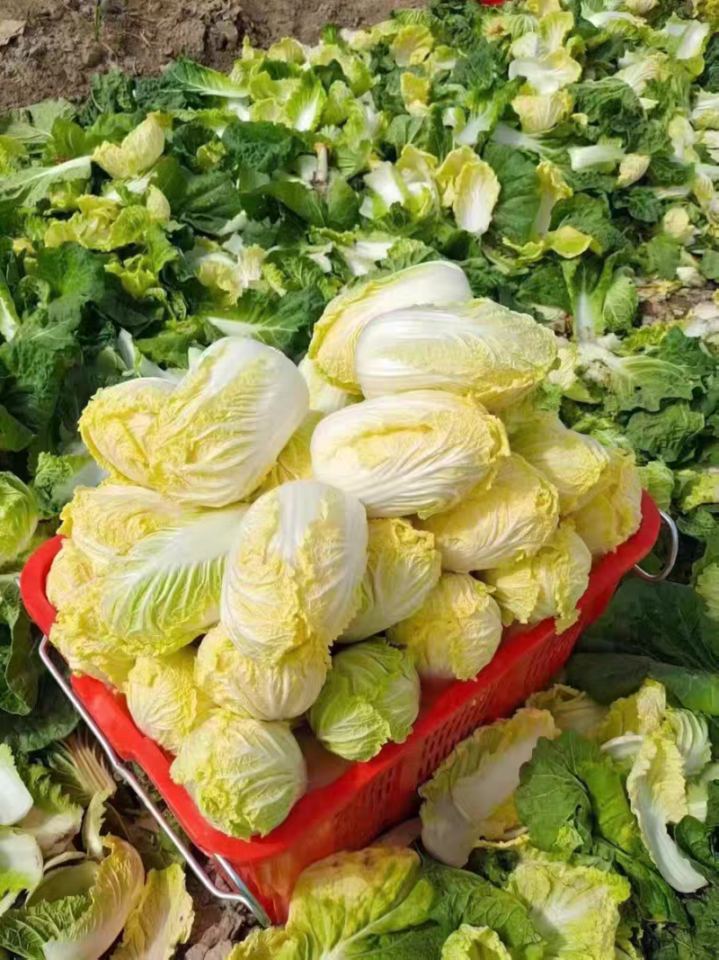 娜娜012娃娃菜种子玲珑012小颗金黄心耐抽苔春秋娃娃菜